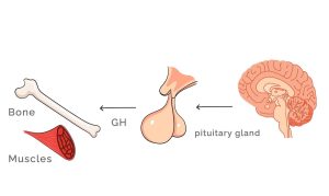 height-increase-pills-3