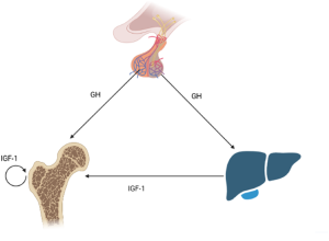 can-you-really-increase-your-height-after-puberty-6