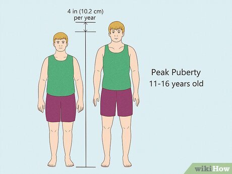 Can Adults Still Grow Taller? The Truth Explained