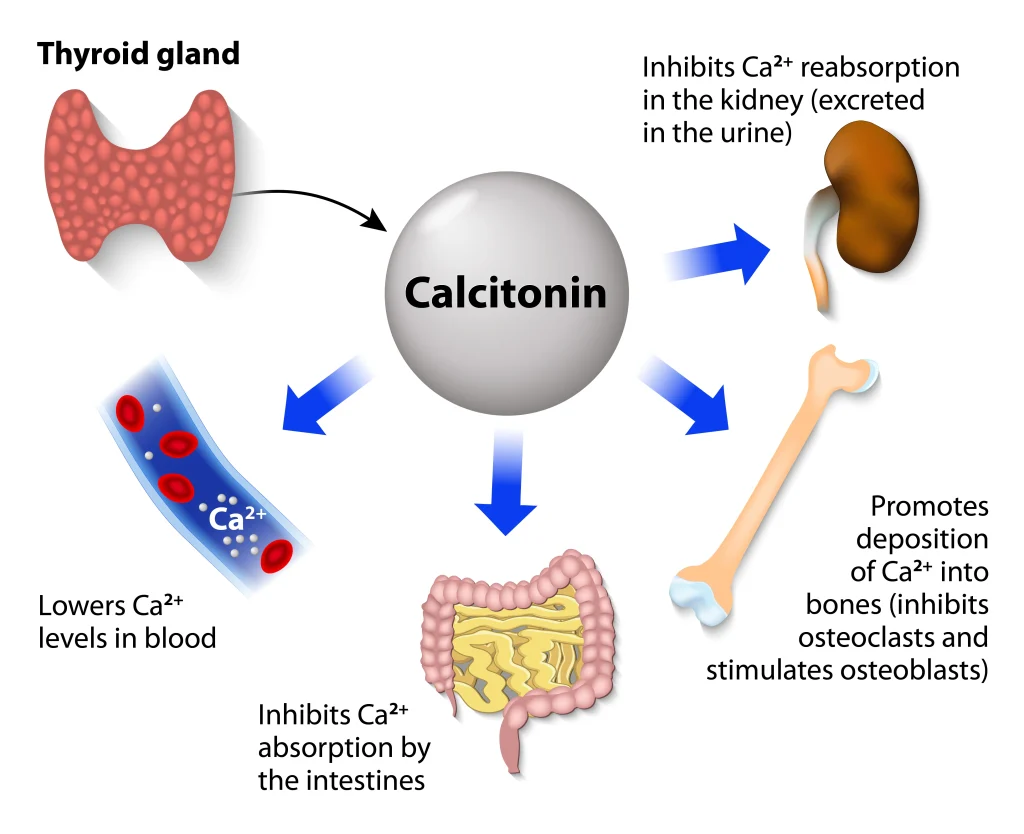 Not All Calcium Is Created Equal