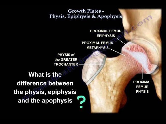 The Science Behind Bone Growth Plates