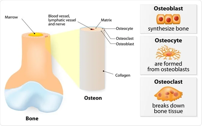 Role of Vitamin K2 in Bone Health