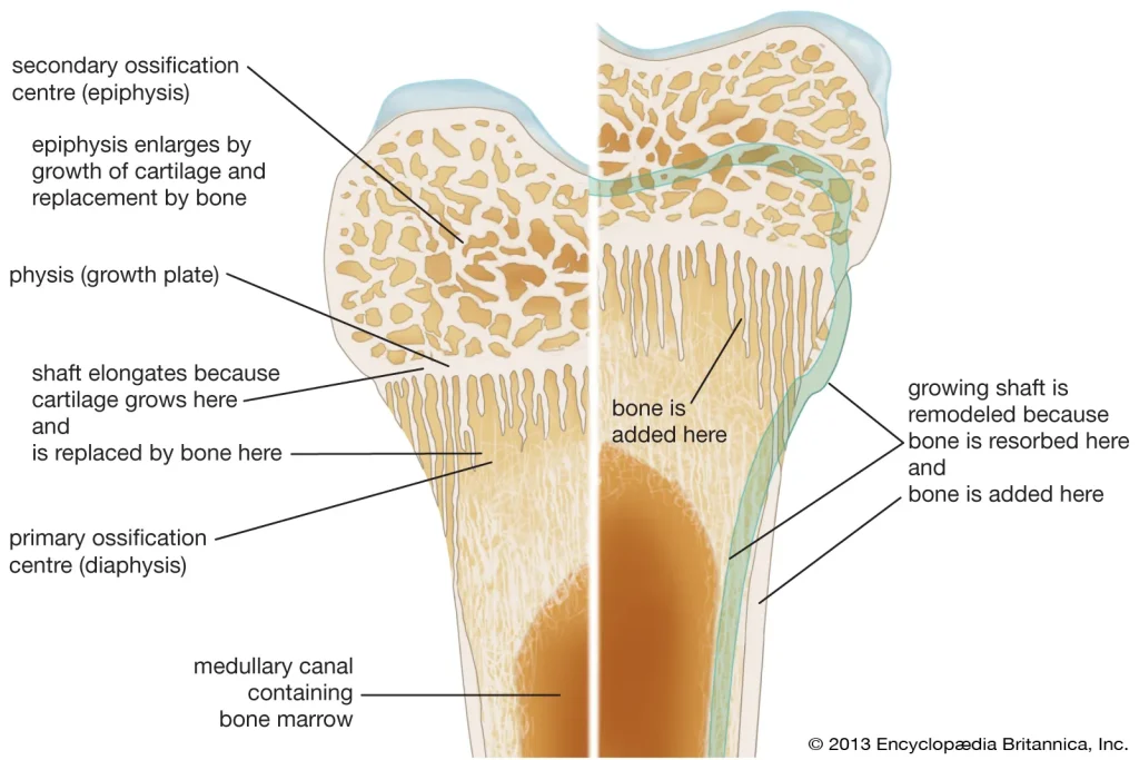 Bone Remodeling Explained