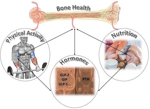Peak Bone Mass