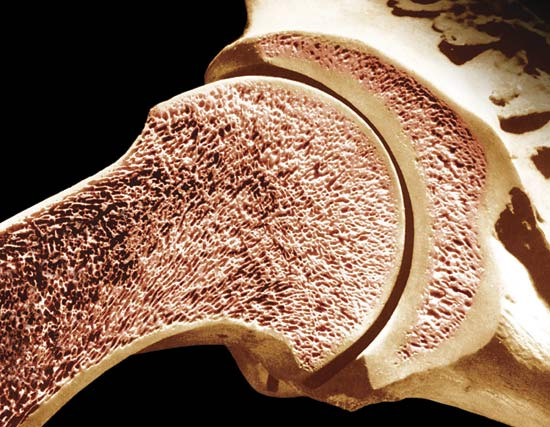 What It Means and How to Support Strong Bones