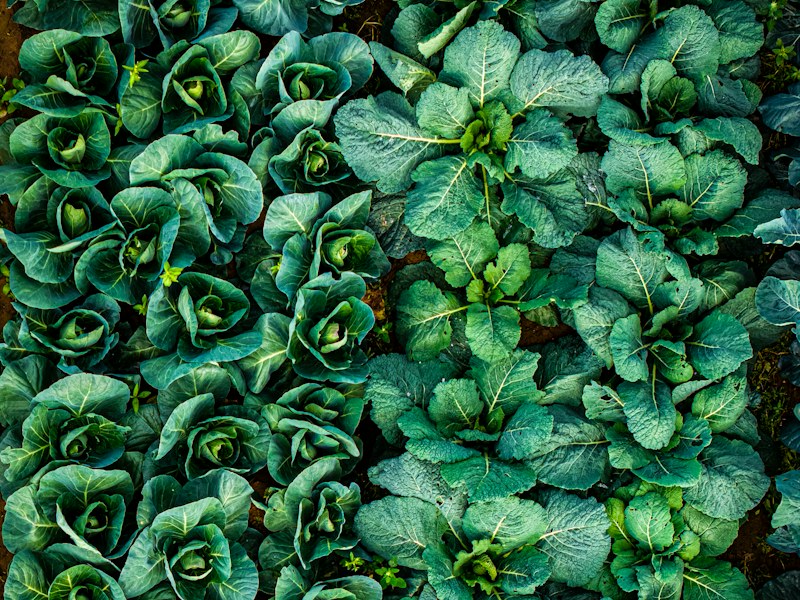 Kale and cabbage growing as plant-based calcium sources
